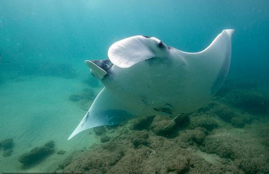 플로리다 남부 해안을 ‘보육원’ 삼아 성장하는 멸종위기 새끼 ‘만타가오리’의 모습