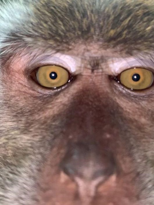 자는 동안 잃어버린 스마트폰(왼쪽) 안에서 발견된 원숭이의 셀카 사진과 동영상