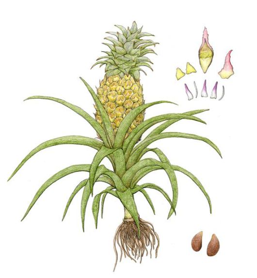 # 남아메리카에서 재배되던 파인애플이 세계에 알려지게 된 것은 콜럼버스에 의해 유럽으로 전해지면서부터다. 당시 사람들은 당도가 높고 저장성이 좋은 파인애플을 ‘과일의 왕’이라 불렀다.