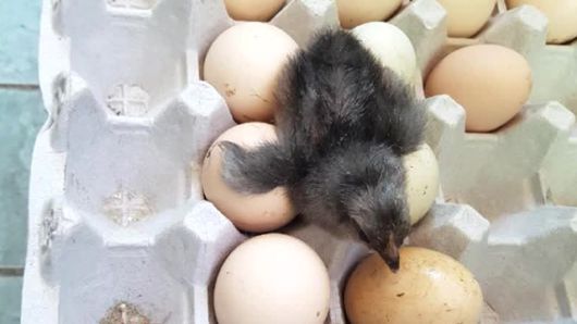 2018년 강원도 강릉의 한 가정집에 보관 중이던 달걀이 부화했다. KBS 보도 캡처