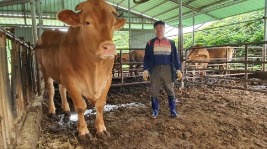 제주서 계묘년 첫 슈퍼한우 출하 - 제주축산농협은 지난 5일 축협공판장에 제주시 애월읍 행복한우농장에서 생산된 체중 1천120㎏의 슈퍼 한우 1마리가 출하됐다고 11일 밝혔다.     보통 한우의 체중은 650∼700㎏으로, 1천㎏이 넘으면 슈퍼 한우로 불린다.      사진은 이번 출하된 슈퍼한우와 행복한우농장 문병철 대표의 모습. 2023.1.11 제주축산농협 제공