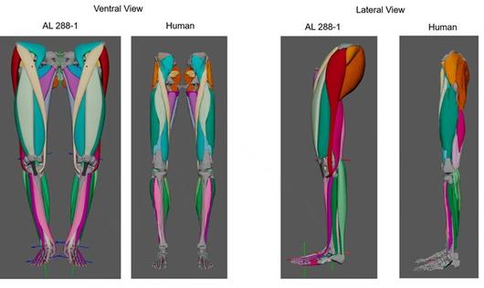 루시(각 왼쪽 이미지)와 인간 다리 근육 비교