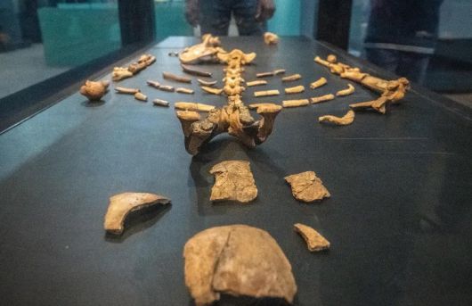 발굴된 루시의 화석. 매우 온전한 상태로 발견됐다.