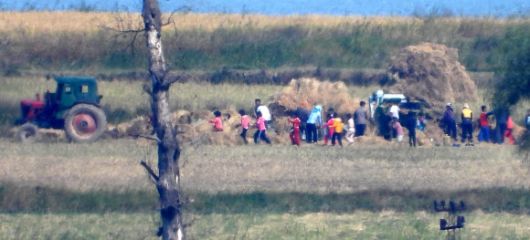 지난달 6일 오전 인천시 강화군 강화평화전망대에서 바라본 북한 황해북도 개풍군 마을에서 북한 주민들이 추수 작업을 하고 있다. 연합뉴스