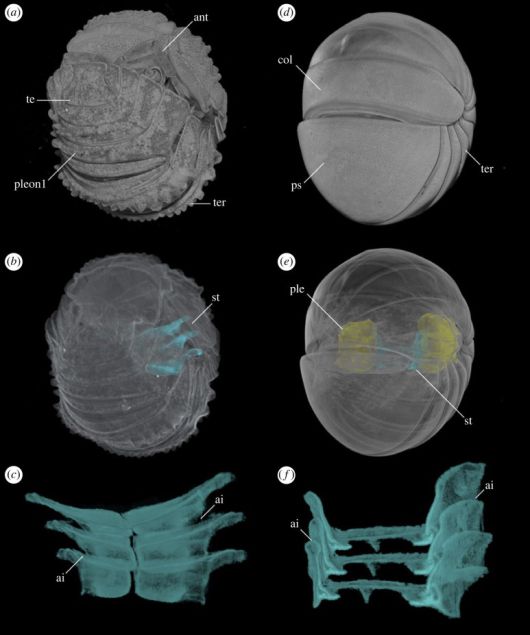 출처=Proceedings of the Royal Society B: Biological Sciences (2023). DOI: 10.1098/rspb.2023.2212