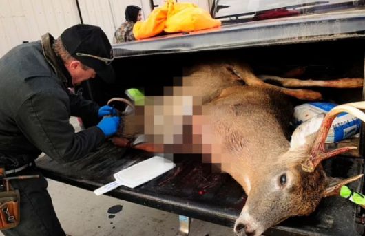 광록병 감염 여부를 확인하기 위해 죽은 사슴의 사체에서 샘플을 체취하는 모습 AP