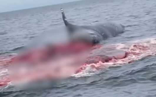 지난해 11월 미국 캘리포니아 해안에서 발견된 향유고래의 사체가 관광객 인근에서 폭발하는 일이 발생했다.