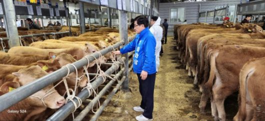 한우 살펴보는 최화삼 후보 - 지난 2일 최화삼 담양군수 예비후보가 지역 축산 농가를 방문하고 있다. 페이스북 캡처