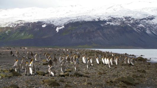 호주의 ‘외부 영토’ 중 하나인 ‘허드 맥도널드 제도’에 서식하는 펭귄들. 자료 : 호주 기후변화·에너지·환경·수자원부 Austrailian Antartic Program