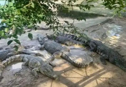 중국 법원이 살아있는 악어 100t을 경매에 내놓아 화제가 되고 있다. 바이두 캡처