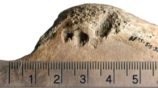 유골에 난 상처를 분석한 결과 사자에게 물렸을 가능성이 가장 높은 것으로 드러났다. PLOS One