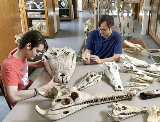 화석을 연구 중인 튀빙겐 대학 연구팀