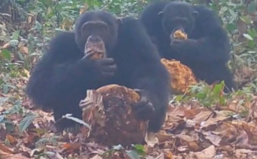 야생 침팬지들이 알코올이 든 과일을 함께 먹는 모습이 포착됐다. Current Biology / Anna Bowland et al. 제공