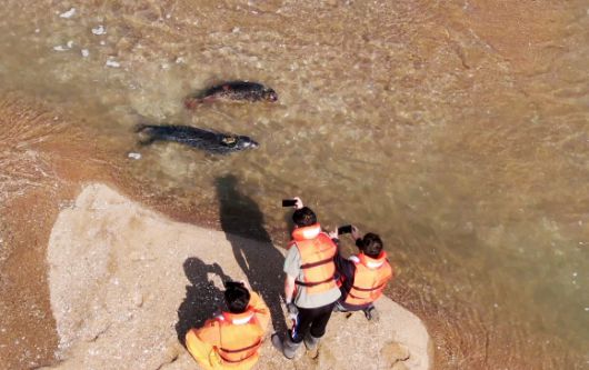 2024년 10월 16일 충남 가로림만에서 방류된 점박이물범. 충남도 제공