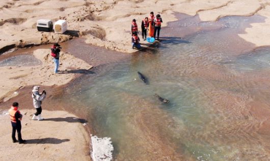 동해서 구조한 두 점박이물범 ‘봄’이와 ‘양양’이 2024년 10월 16일 충남 가로림만에서 자연으로 돌아가고 있다. 충남도 제공