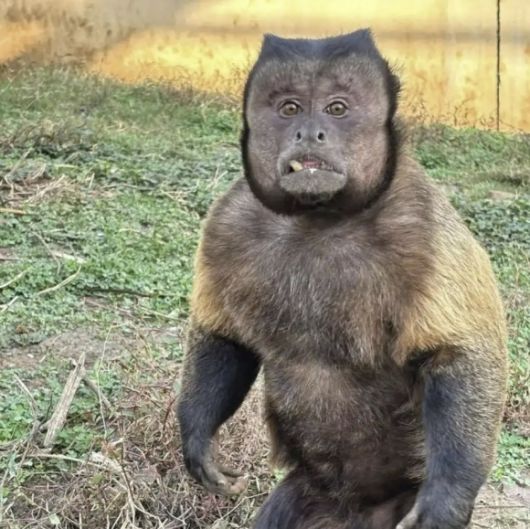 중국 안후이성 허페이의 한 동물원에서 살고 있는 원숭이 ‘따좡’. ‘따좡’은 꼬리감는원숭이과의 일종인 ‘검은머리카푸친’으로, 네모난 얼굴에 검은 털 등 사람을 닮은 얼굴이 특징이다. 자료 : 지무신문