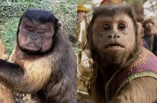 중국 안후이성 허페이의 한 동물원에서 살고 있는 원숭이 ‘따좡’(왼쪽). ‘따좡’은 꼬리감는원숭이과의 일종인 ‘검은머리카푸친’으로, 영화 ‘알라딘’(2019)에서 알라딘의 친구인 원숭이 ‘아부’(오른쪽)가 바로 검은머리카푸친이다. 자료 : 바이두·월트 디즈니 스튜디오스 모션 픽처스