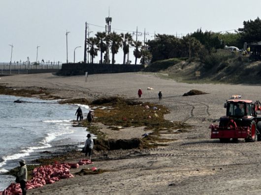 12일 이호테우해변에서 바다환경지킴이들이 해안에 밀려든 괭생이모자반 수거작업을 하고 있다. 독자 제공