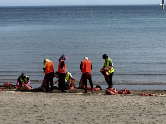 12일 이호테우해변에서 바다환경지킴이들이 해안에 말려든 괭생이모자반을 수거하고 있다. 독자 제공