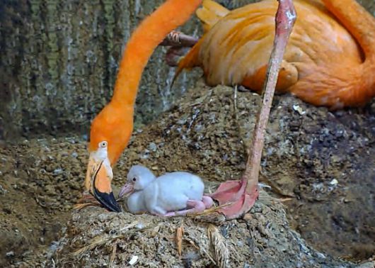 쿠바 홍학 어미와 아기의 모습. 서울시 제공