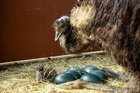 호주 대표 종 ‘에뮤’. 서울시 제공