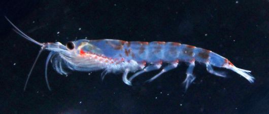 남극 크릴(크릴새우) 자료사진. 출처 Lukas Hüppe / Universität Würzburg
