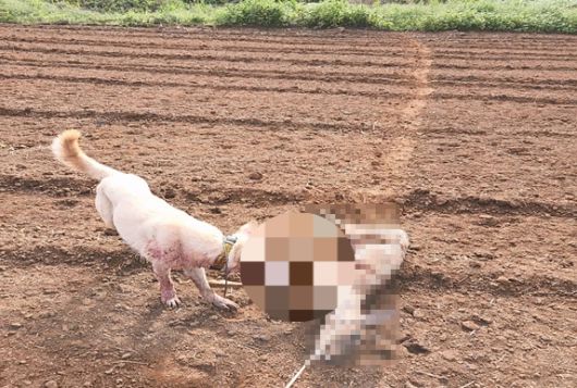 죽은 노루 사체의 목에 밧줄을 매달고 사냥 훈련을 시키는 장면. 제주도자치경찰단 제공