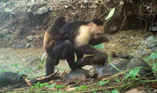 꼬리감는원숭이(capuchin monkey)가 짖는원숭이(Howler monkey)의 새끼를 등에 매달고 있는 모습.  Max Planck Institute of Animal Behavior