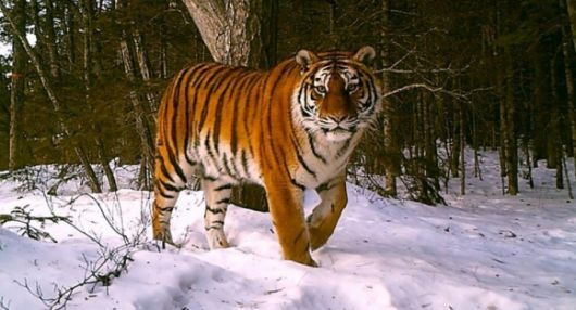 시베리아 호랑이 자료사진. 야생동물보전협회 제공