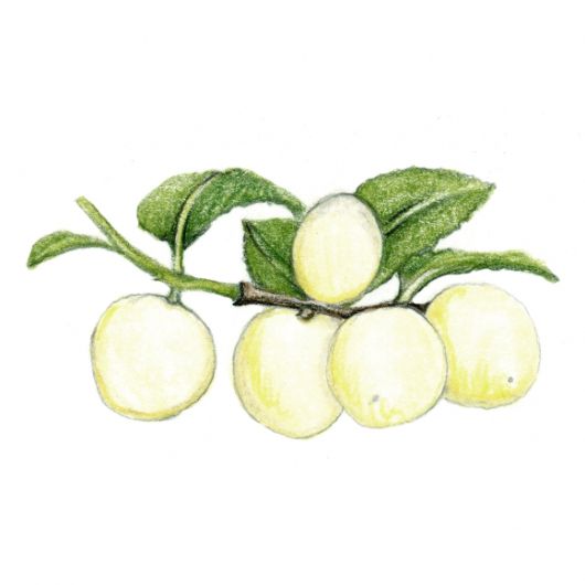 최근 우리나라에서는 흰 열매를 맺는 백앵도나무가 재배되고 있다.