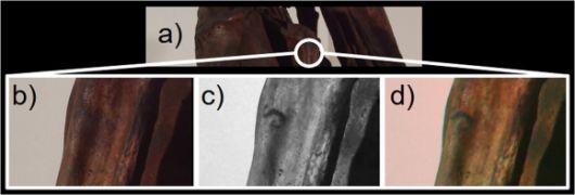 미라에서 발견된 S자 모양의 문신. Journal of Cultural Heritage (2025)