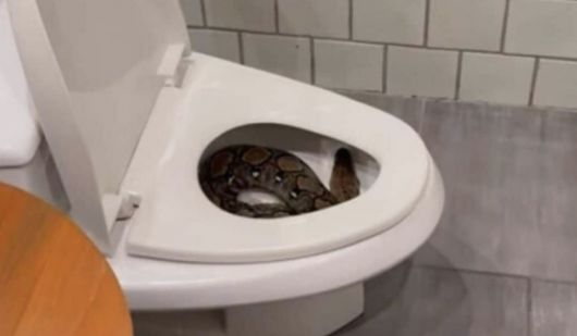 태국 남성이 변기 속에서 거대한 비단뱀과 마주치는 아찔한 일이 발생했다