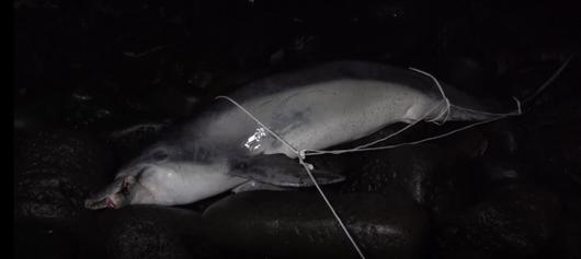 제주도 서귀포시 중문 성천포구 앞바다에 떠밀려온 제주남방큰돌고래 구강암 턱이의 사체. 제주대학교 고래·해양생물보전연구센터·다큐제주 제공