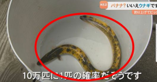 일본에서 시마네현 이즈모시에 위치한 기수호인 진자이호에서 ‘바나나 장어’라고 불리는 희귀한 장어가 잡혔다. BBS산인방송 캡처