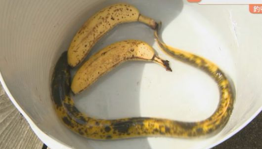 일본에서 시마네현 이즈모시에 위치한 기수호인 진자이호에서 ‘바나나 장어’라고 불리는 희귀한 장어가 잡혔다. BBS산인방송 캡처