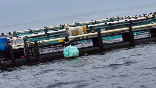 8일 제주 유기견·유기묘 보호소 ‘행복이네’는 서귀포시 안덕면 월라봉 앞바다에 설치된 한 가두리 양식장에 백구 한 마리가 묶여있다는 제보를 받았다. 이후 행복이네는 9일 동물보호단체 ‘케어’와 공동 구조 작업에 나섰으나, 한발 빠르게 백구를 데려간 견주는 동물 학대 혐의를 부인하고 있다. 2025.6.8 행복이네