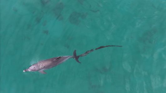 지난 6월 9일 제주시 구좌읍 한동리 해상에서 발견된 남방큰돌고래 행운의 꼬리에 걸린 폐어구가 더 길어져 있다. 다큐제주·제주대학교 고래·해양생물보전연구센터 제공