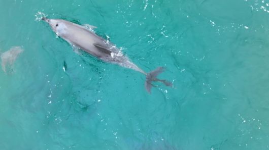 지난 3월 26일 서귀포시 안덕면 사계리 해상에서 발견된 당시의 행운의 모습. 다큐제주·제주대학교 고래·해양생물보전연구센터 제공