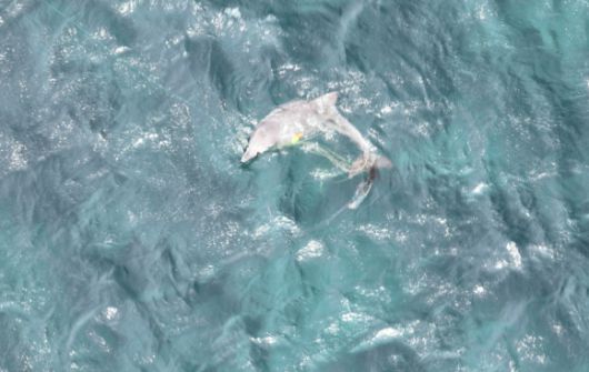 드론으로 촬영한 남방큰돌고래 종달이의 모습. 핫핑크돌핀스 제공