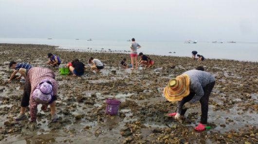 국화도 갯벌체험 (사진-대한민국 구석구석)