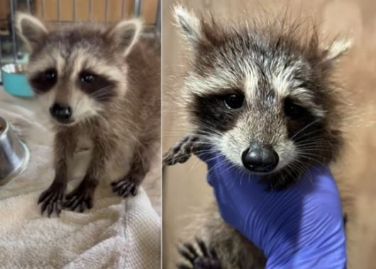구조된 새끼 라쿤의 근황이 전해졌다. 레이든 야생동물 재활센터 페이스북 캡처