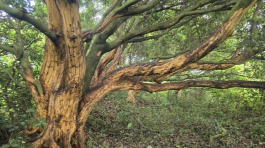 제주도 서귀포시 표선면 성읍리 한 임야에 있는 후박나무가 박피가 불법으로 벗겨진 채 서 있어 고사할 수도 있다는 지적이 나오고 있다. 제주자연의벗 제공