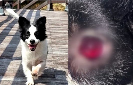 경남 거제시의 한 식당에서 현역 군인 등 남성 3명이 쏜 비비탄 총알에 맞은 7살 ‘솜솜이’(왼쪽). 솜솜이는 눈이 새빨갛게 부어오르고 온몸에 피멍이 든 채 병원으로 옮겨졌지만 끝내 숨을 거뒀다. 자료 : JTBC