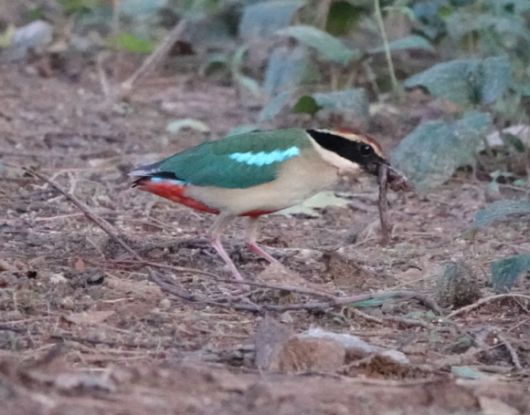 광주 민간공원특례사업지 인근 한새봉에서 지렁이를 물고 먹이활동 중인 팔색조. 광주환경운동연합 제공