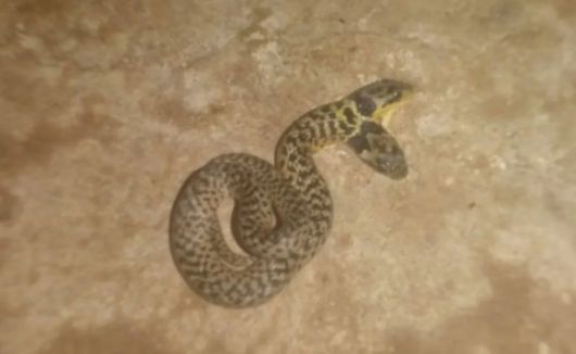 볼리비아의 14살 소년이 길에서 찍은 샴쌍둥이 뱀. 리두노 캡처