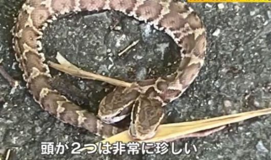 지난해 일본 후쿠오카현에서 발견된 쌍두사. 뉴시스