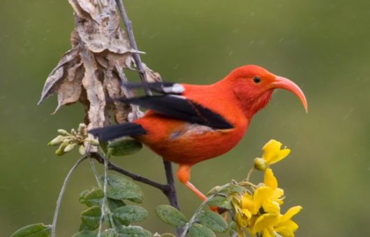하와이 토종 조류인 꿀먹이새 자료사진. 미국 조류 보호협회 제공