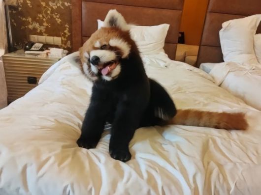 중국 소셜미디어에서는 해당 호텔에서 레서팬더가 침대 위로 올라간 모습을 쉽게 찾아볼 수 있다. 더우인 캡처