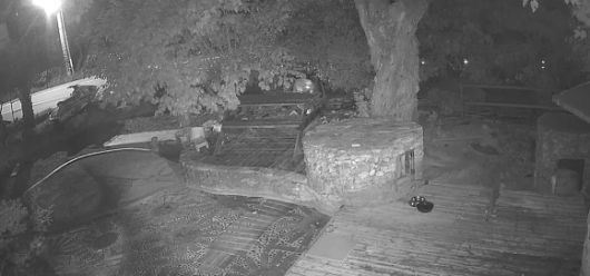 20대 남성들이 개에게 비비탄을 난사하는 모습. 2025.6.18. 독자 제공