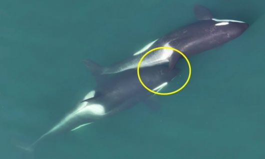 해조류를 사용해 ‘알로켈핑’(allokelping)하는 범고래 모습. Center for Whale Research